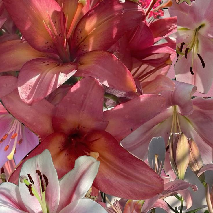 Perfumes florales